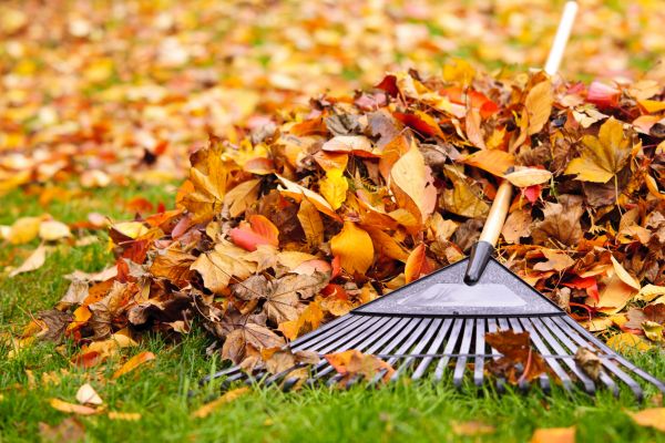 Leaves Removal in Indio