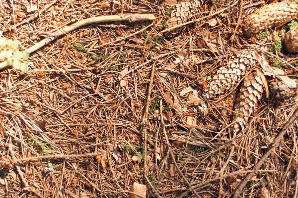 Pine Needles Removal in Indio
