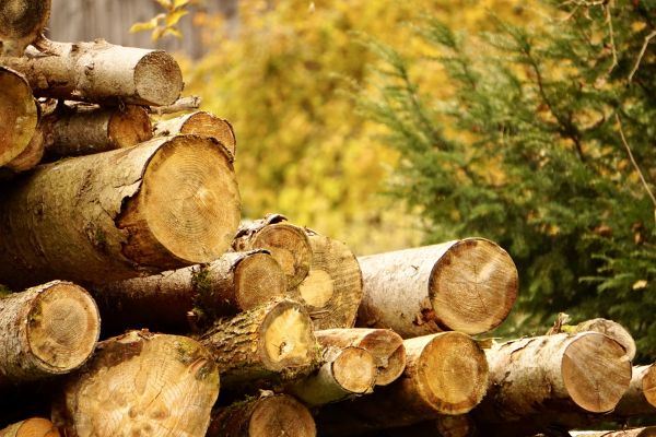 Wood Pile Removal in Indio