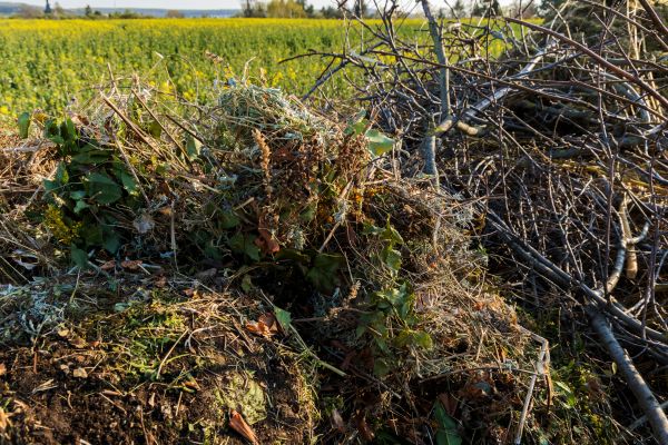Brush Disposal in Indio