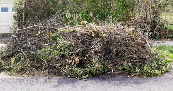 Tree Limb Cleanup in Indio