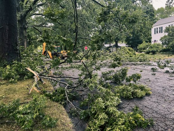 Tree Branch Disposal in Indio