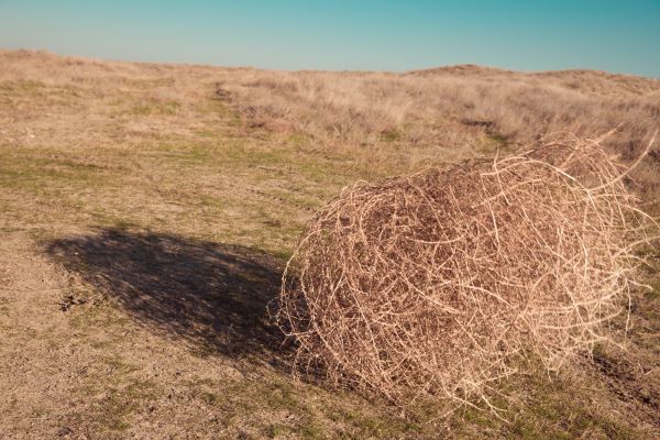 Tumbleweed Removal in Indio