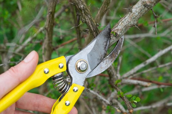 Limbs Removal in Indio