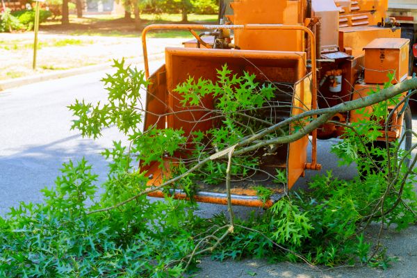 Tree Branches Removal in Indio