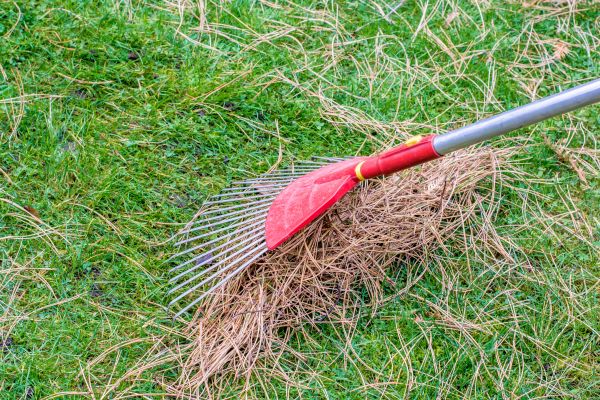 Yard Raking in Indio