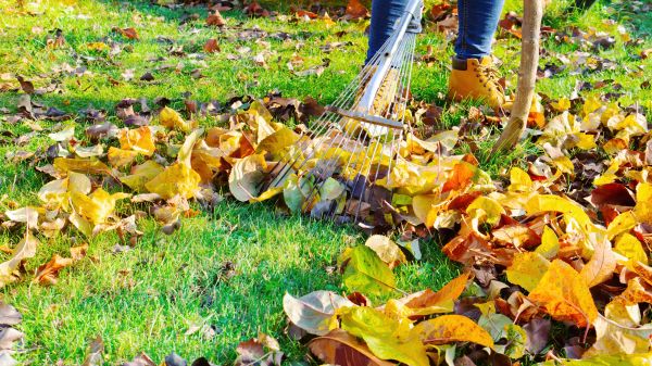 Autumn Leaf Removal in Indio
