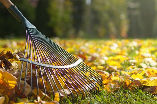 Leaf Removal in Indio