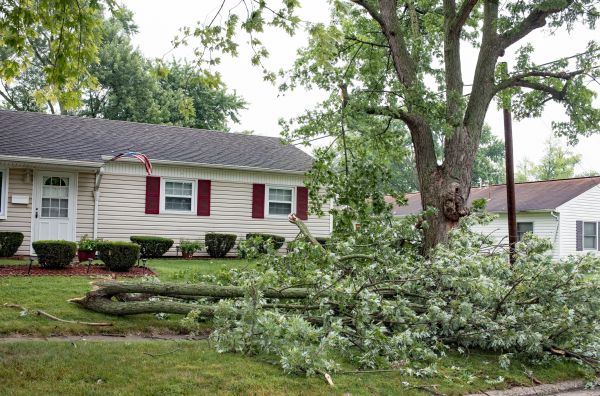 Fallen Branch Removal in Indio