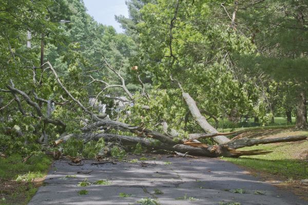 Tree Debris Removal in Indio
